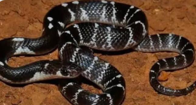 पूर्वी सिंहभूम में करैत का कहर  सांप के डंसने से दो महिलाओं की मौत