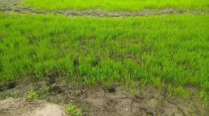 झारखंड में बारिश की बड़ी कमी,अड़तीस प्रतिशत कम वर्षा से सुखाड़ का खतरा गहराया;खरीफ खेती पर संकट